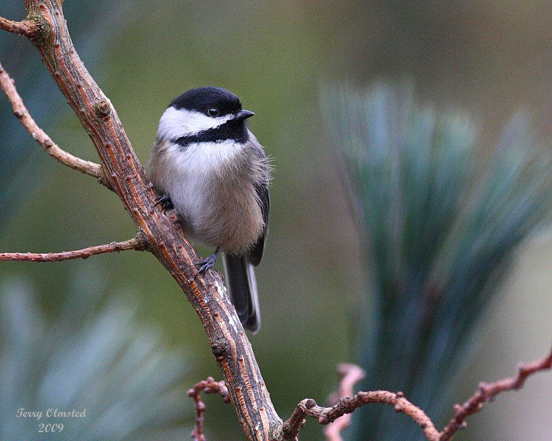 1-15-09 chickadee larch_1658.JPG