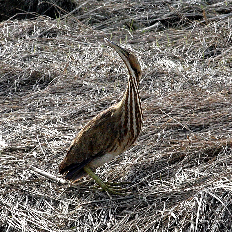 2-19-09 American Bittern_2426a.jpg