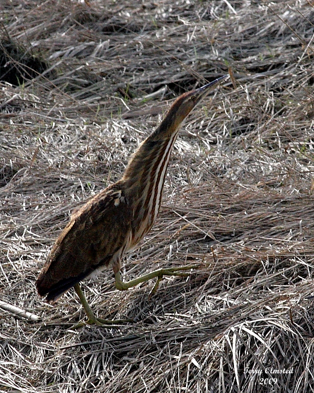 2-19-09 American Bittern_2431.JPG