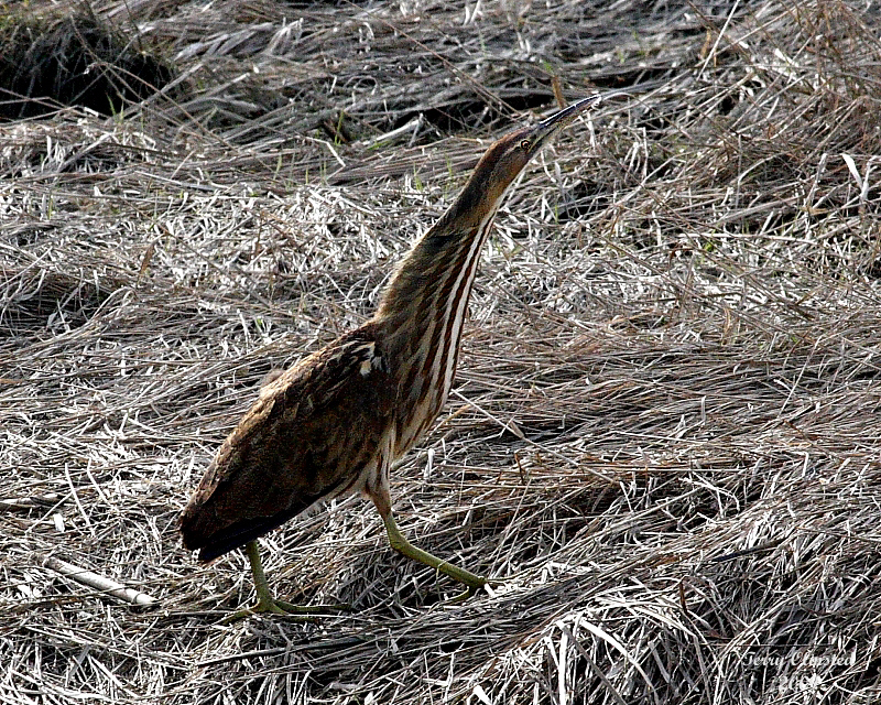 2-19-09 American Bittern_2432a.jpg