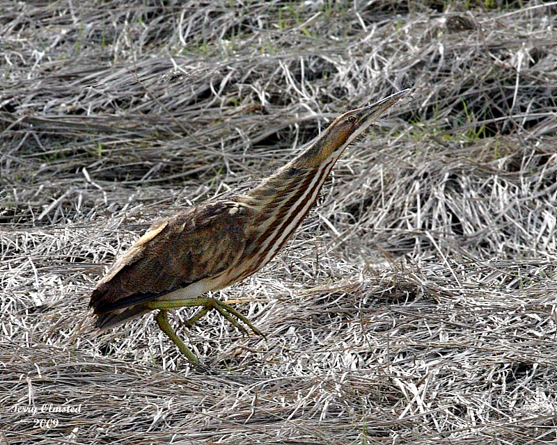 2-19-09 American Bittern_2434a.jpg