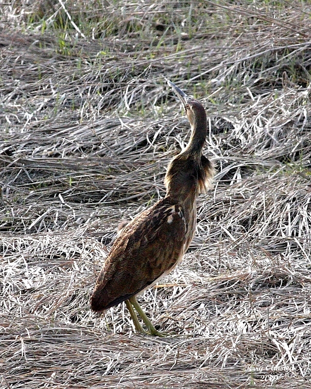 2-19-09 American Bittern_2437.JPG