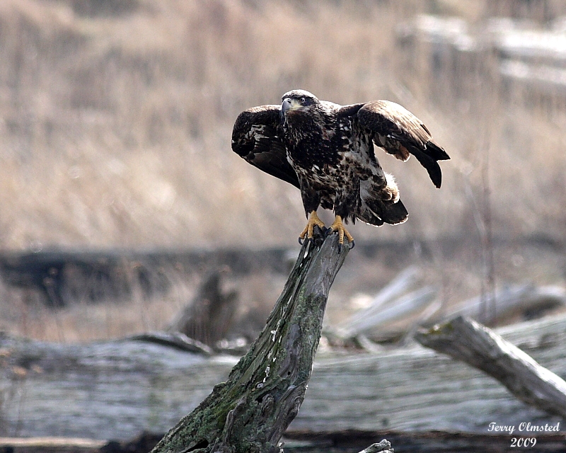 2-19-09 im bald eagle_2467a.jpg