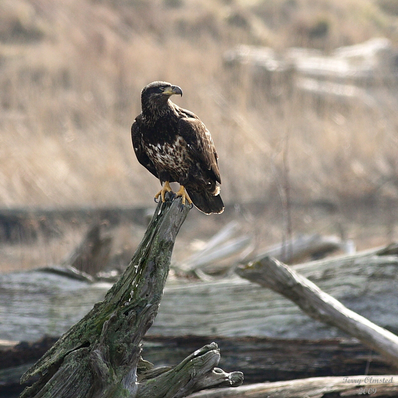 2-19-09 im bald eagle_2468a.jpg