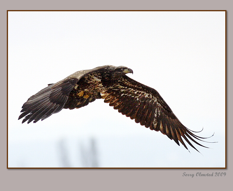 2-19-09 im bald eagle_2473a2.jpg