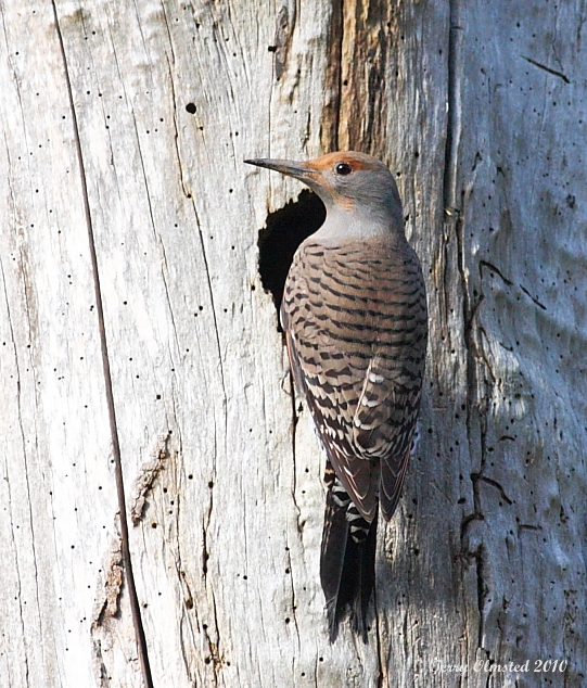11-8-2010 flicker_7927.JPG