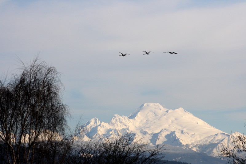 2-27-07 Mt Baker Swans Sunrise ttl.jpg