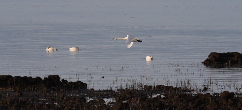 2-27-07 swans fir Is morning lt 2.JPG