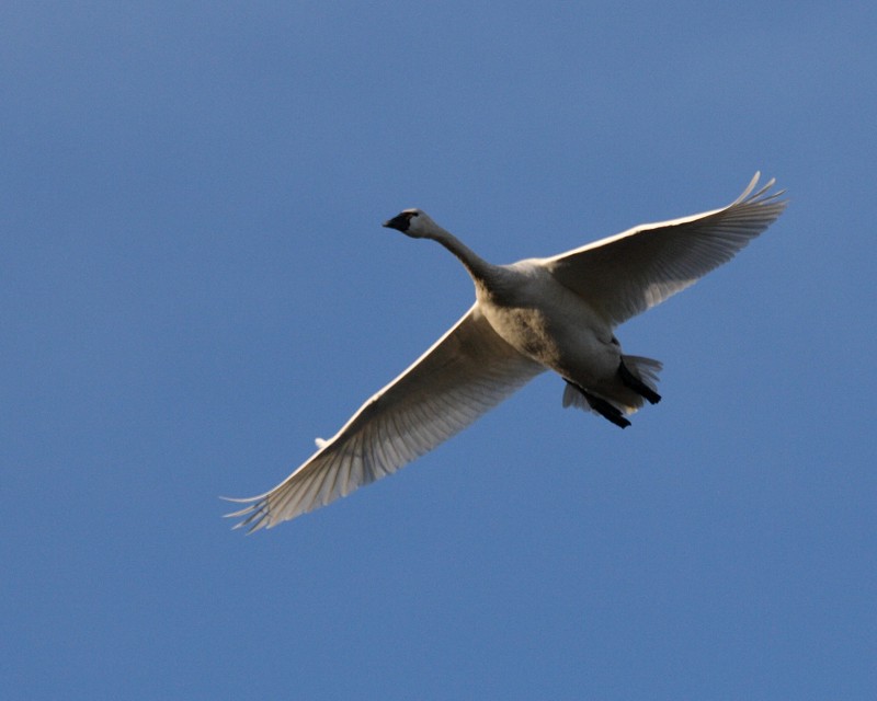 2-27-07 start of swan show 10 ttl.jpg