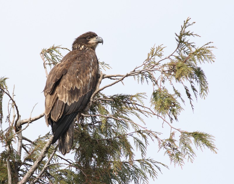 3-4-07 eagle 2622 ttl.jpg