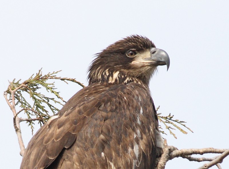 3-4-07 eagle closeup2622ttl.jpg
