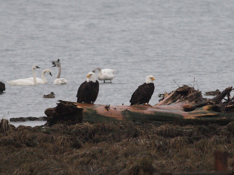 3-4-07 eagle pair on log ttl.JPG