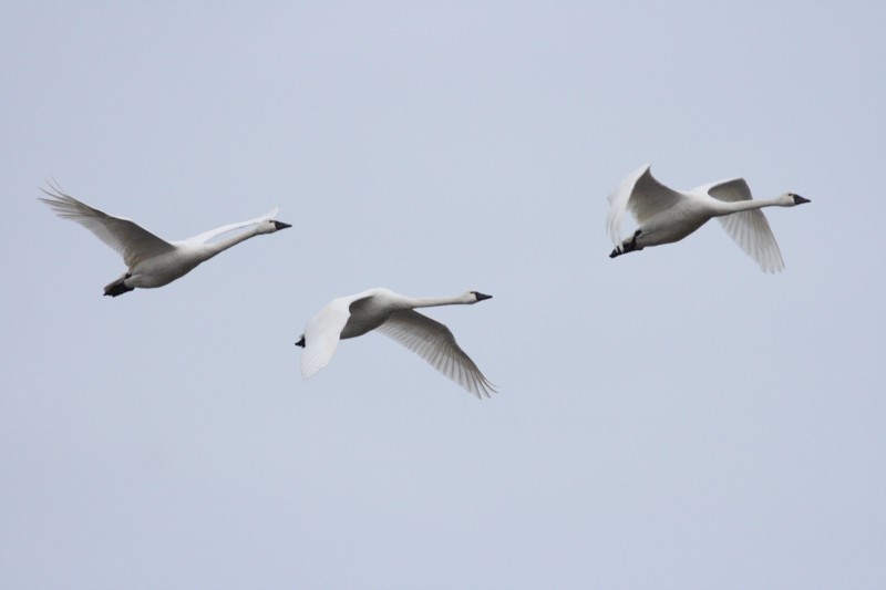 3-4-07 swan trio 2459 ttl.jpg
