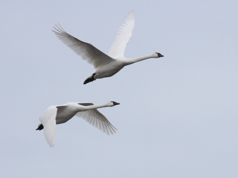 3-4-07 swan pair 2457 ttl.jpg