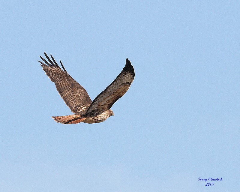3-6-07 Red Tail 2912 ttl.jpg