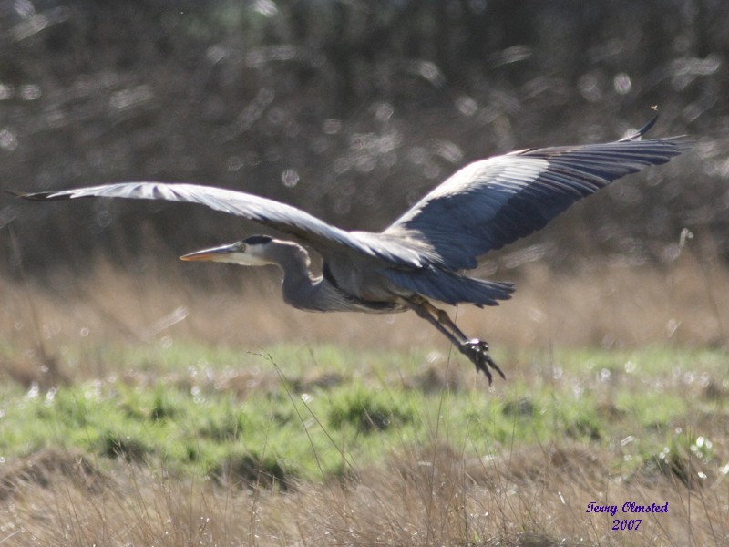 3-6-07 heron close 2790 ttl.jpg