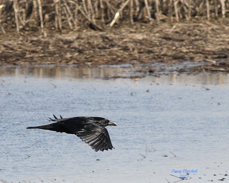 3-6-07 Raven 2818 ttl.jpg