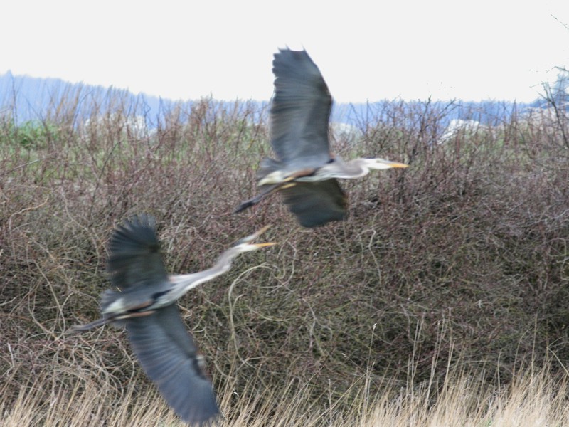 3-12-07 Heron pair 3088 ttl.jpg