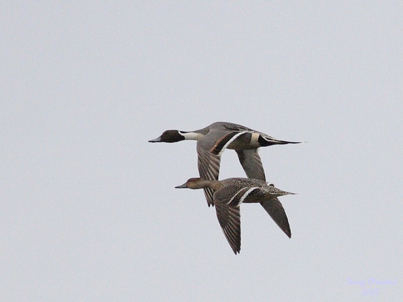 3-12-07 pintail pair 3123 ttl.jpg