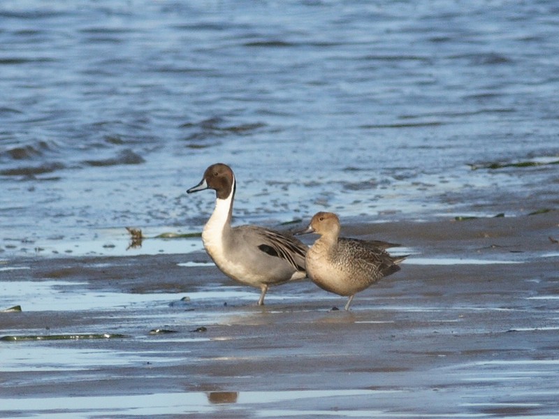 3-14-07 Pintail pair 3443 ttl.jpg