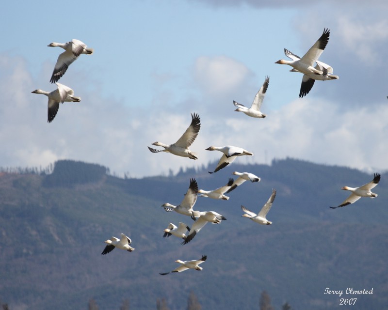 03-14-07  Snow Geese 3598 ttl.jpg