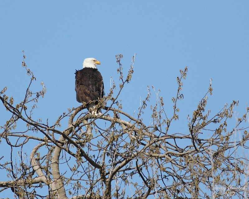 03-14-07 Eagle Fir Is 3616 ttl.jpg
