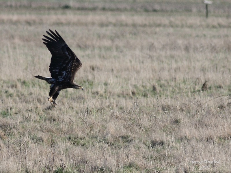 03-14-07 eagle 3469 ttl.jpg