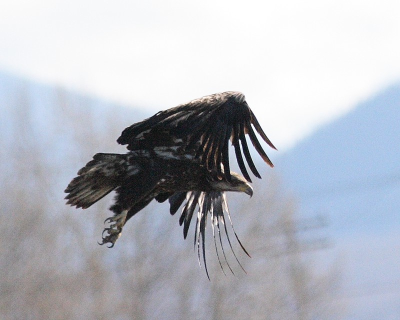 03-14-07 eagle w90 3487 ttl.jpg