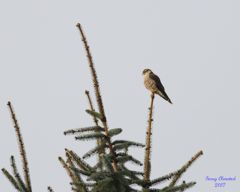 3-21-07 Kestrel 3974 ttl.jpg