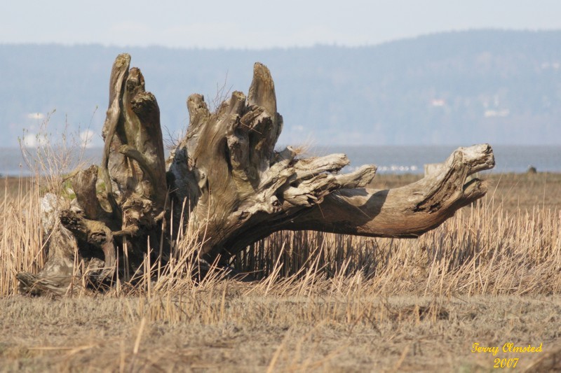 3-21-07 driftwood crop2b 4030 ttl.jpg
