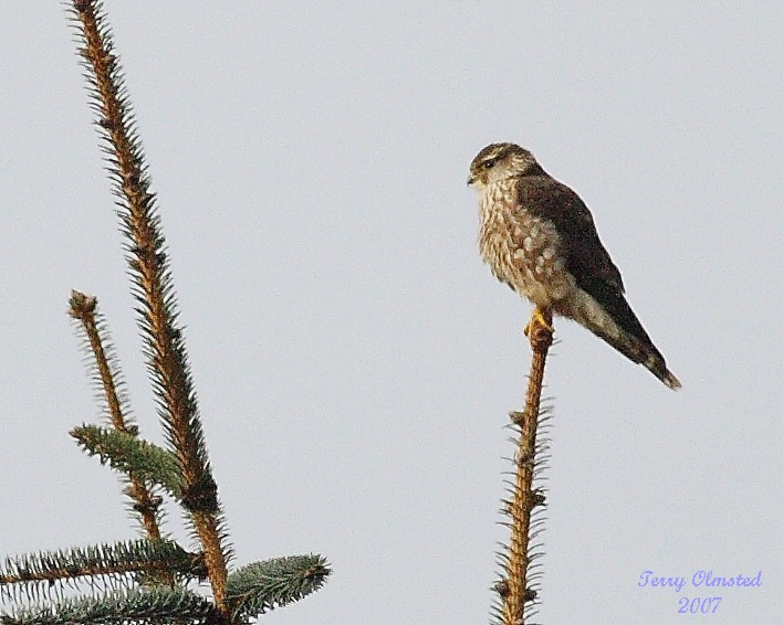 3-21-07 Kestrel crop 2 3974 ttl.jpg