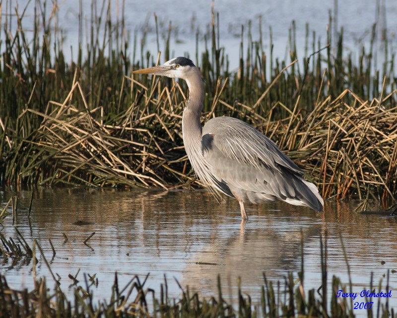 3-21-07 Heron 3924 ttl.jpg