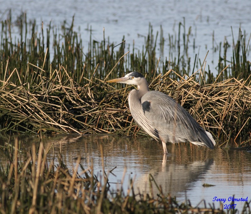 3-21-07 Heron 3932 ttl.jpg