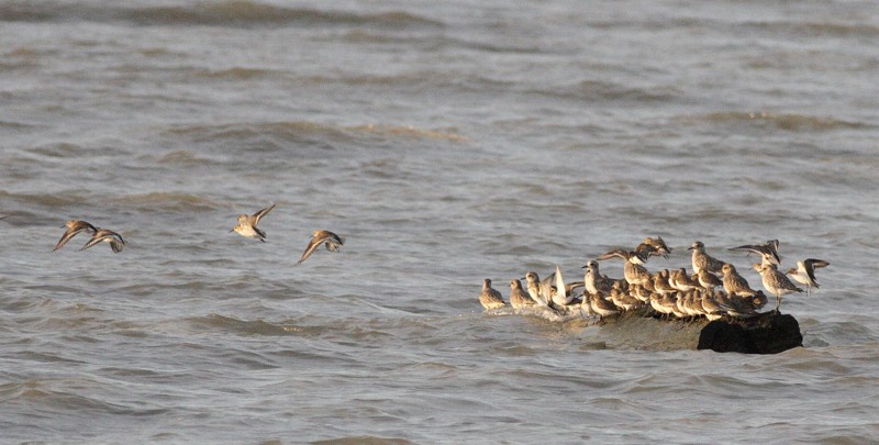 3-21-07 dunlins 3865 ttl.jpg