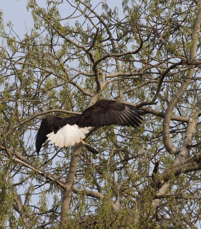 3-26-07 eagle_4305 ttl.jpg