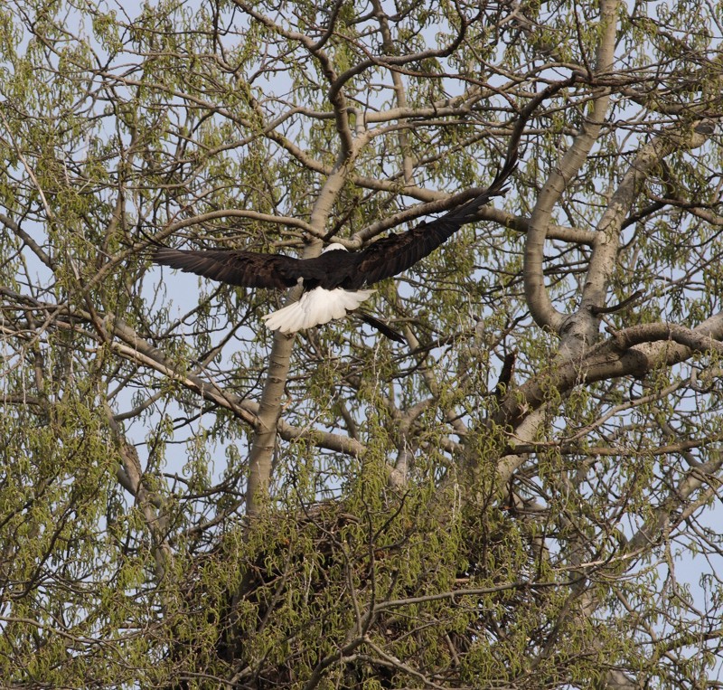 3-26-07 eagle_4306 ttl.jpg