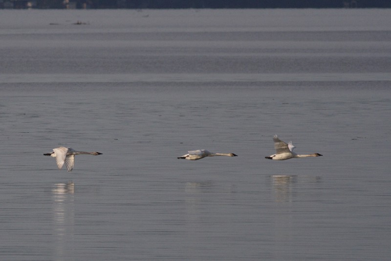 3-27-07 low flying swans 4260r.jpg