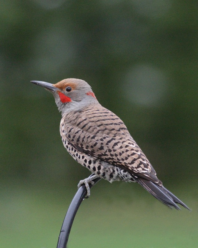3-31-07  red-shafted  flicker4552 adj ttl.jpg