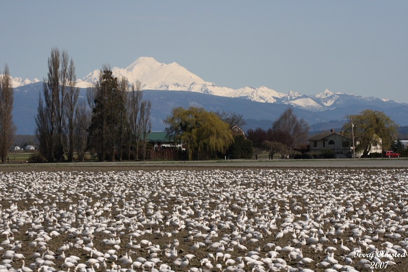 4-03-07 snowgeese and mt baker4874 ttl.JPG