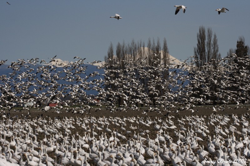 4-03-07 snowgeese flyoff 4909 ttl.jpg