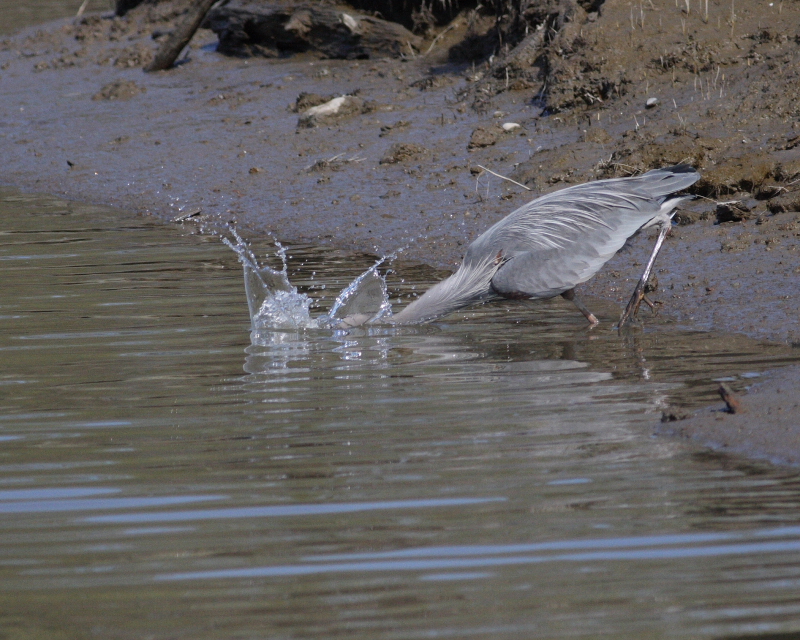 4-03-07 Heron fishing 5003 r.JPG