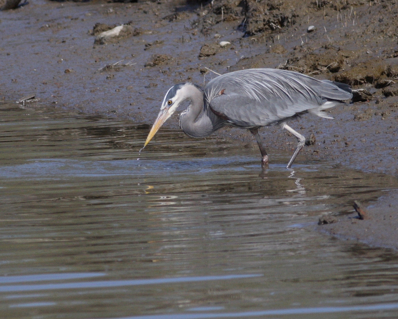 4-03-07 Heron fishing no luck5005 r.JPG