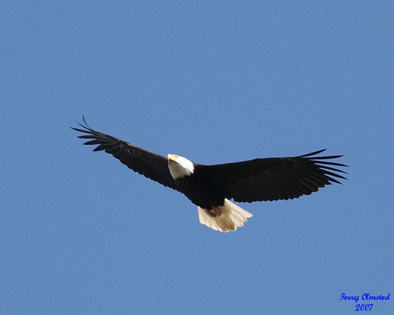 4-03-07 eagle soaring_4762r.jpg