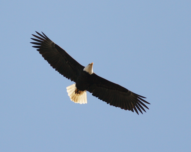 4-03-07 eagle soaring_4837 r.JPG