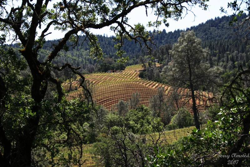 4-12-07 ink grade vineyards 5248 ttl.jpg