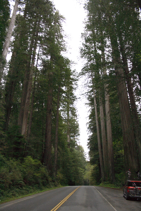 4-13-07 Redwood Hwy 5291 ttl.JPG