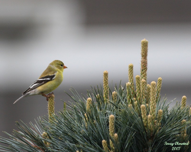 4-28-07 fm goldfinch 5706 c1 r.jpg