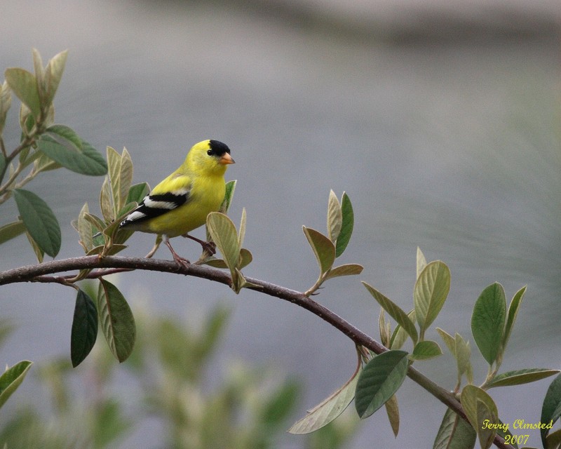 4-28-07 goldfinch 5694 c1 r.jpg