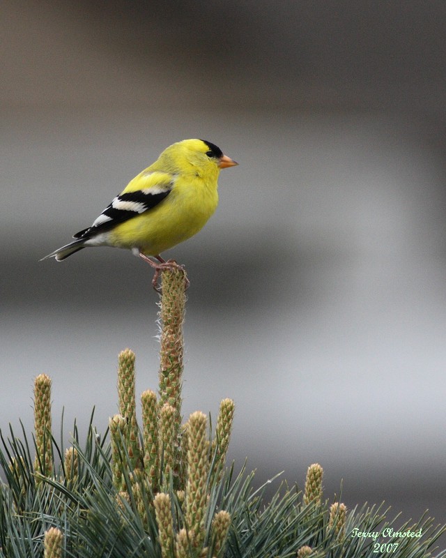 4-28-07 goldfinch 5704 c1 r.jpg