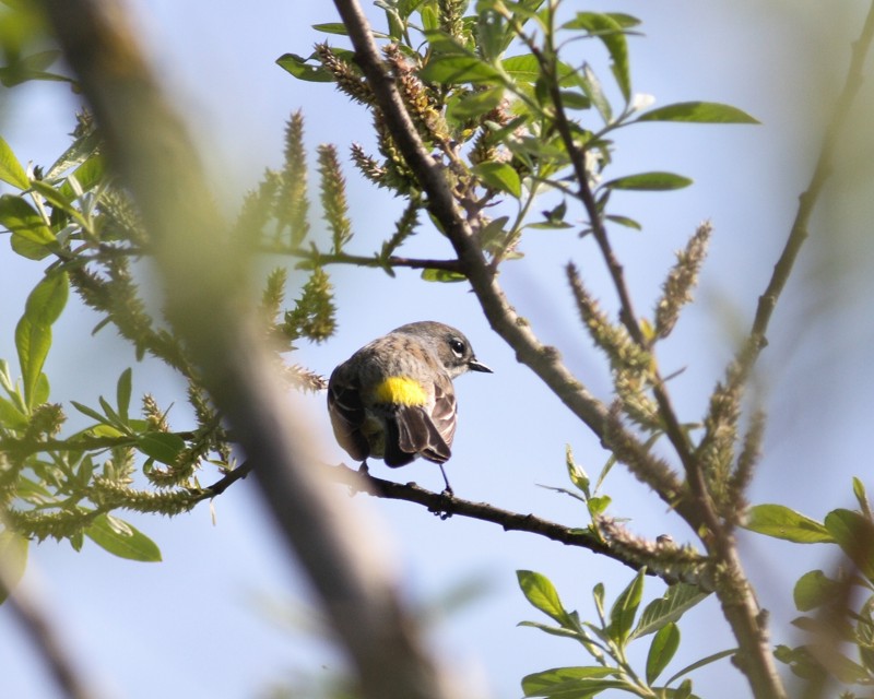 4-30-07 myrtle warbler Wylie_5795 c1 r.jpg